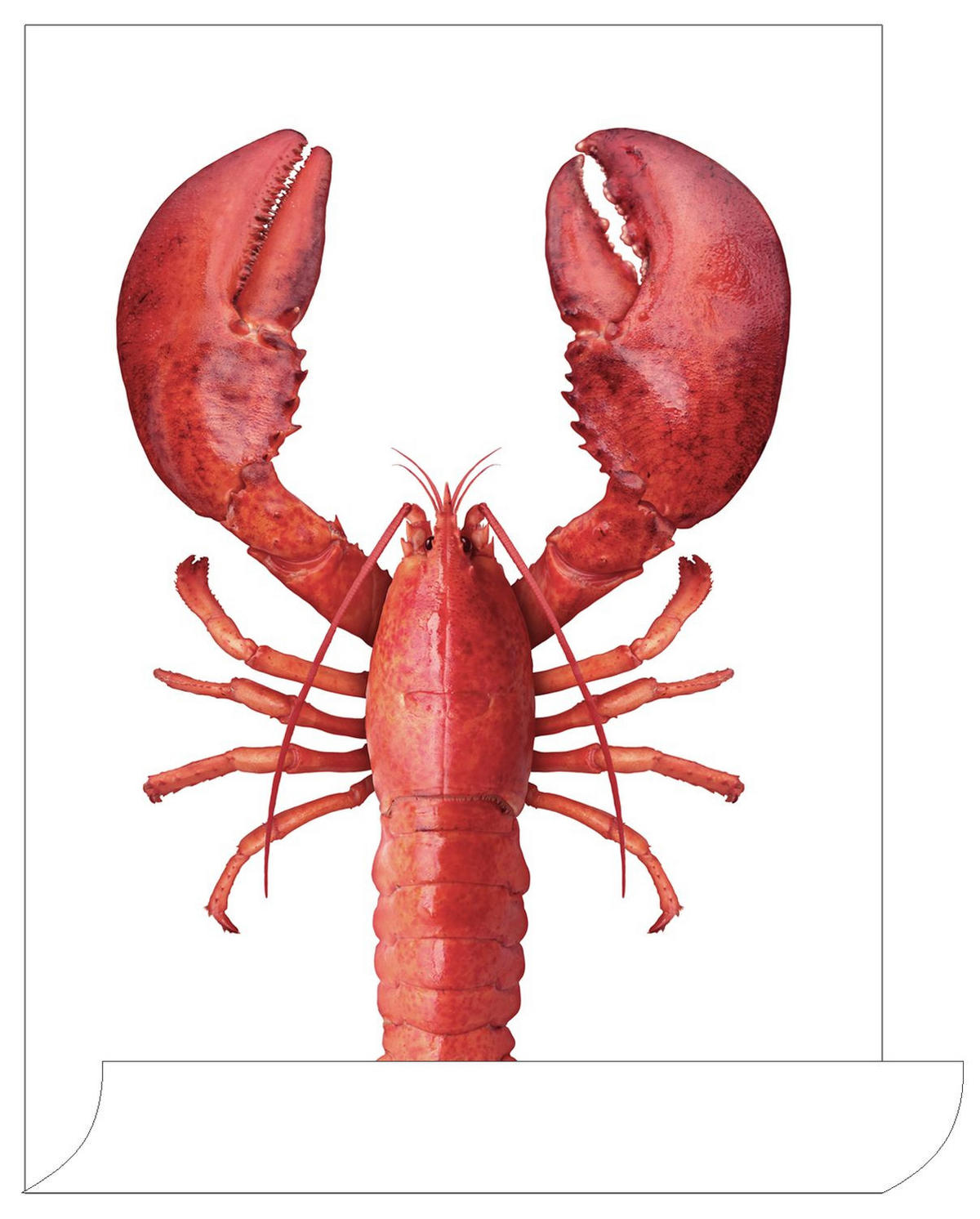 WANDTATTOO Hummer 70 x 46.5 cm - Rot, Papier (70/46.5/46.5cm) - ESTAhome
