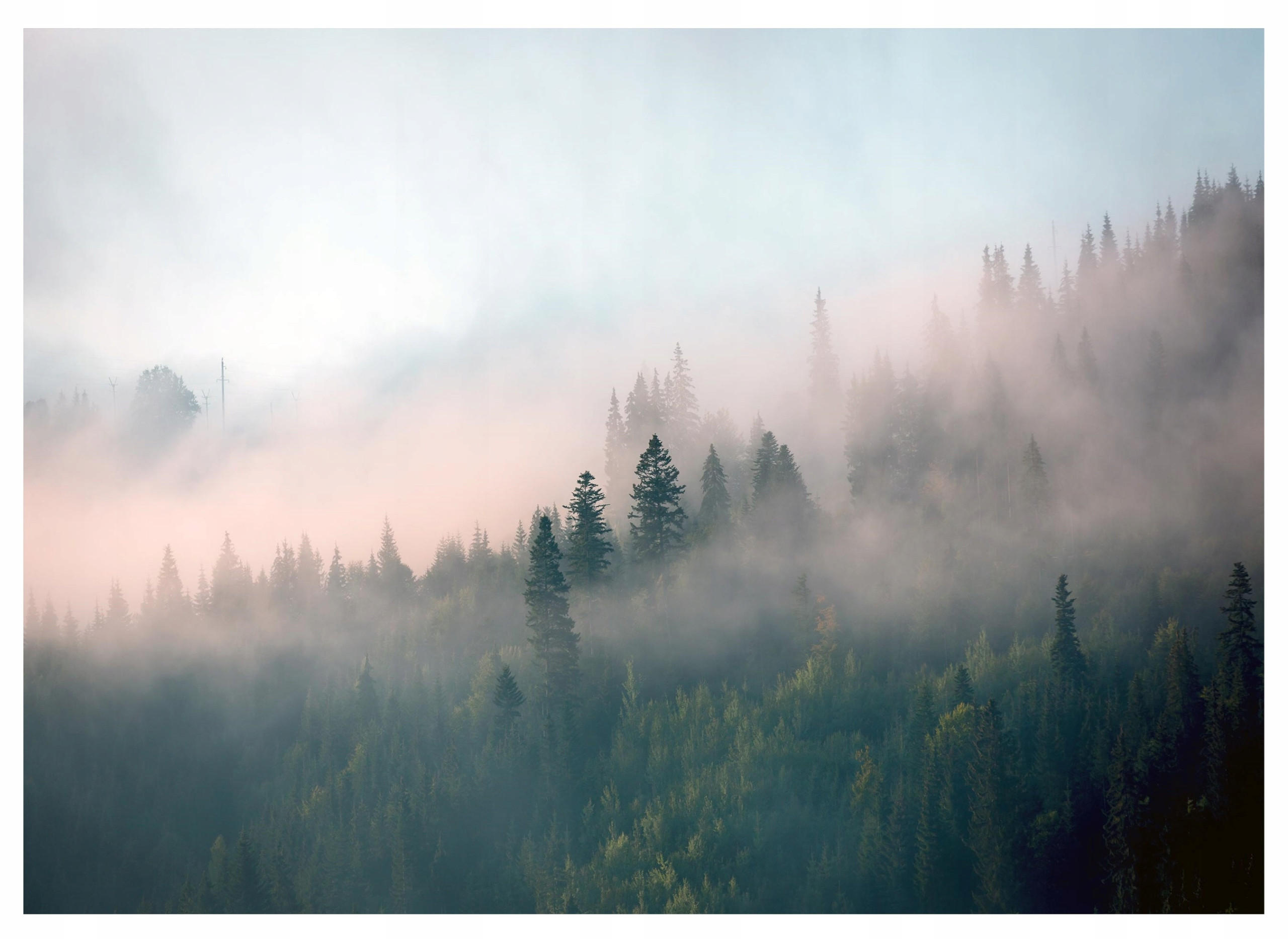 FOTOTAPETE Wald im Nebel Vliestapete Tapete 400x280 - Multicolor, Papier (400/280cm) - Wallarena