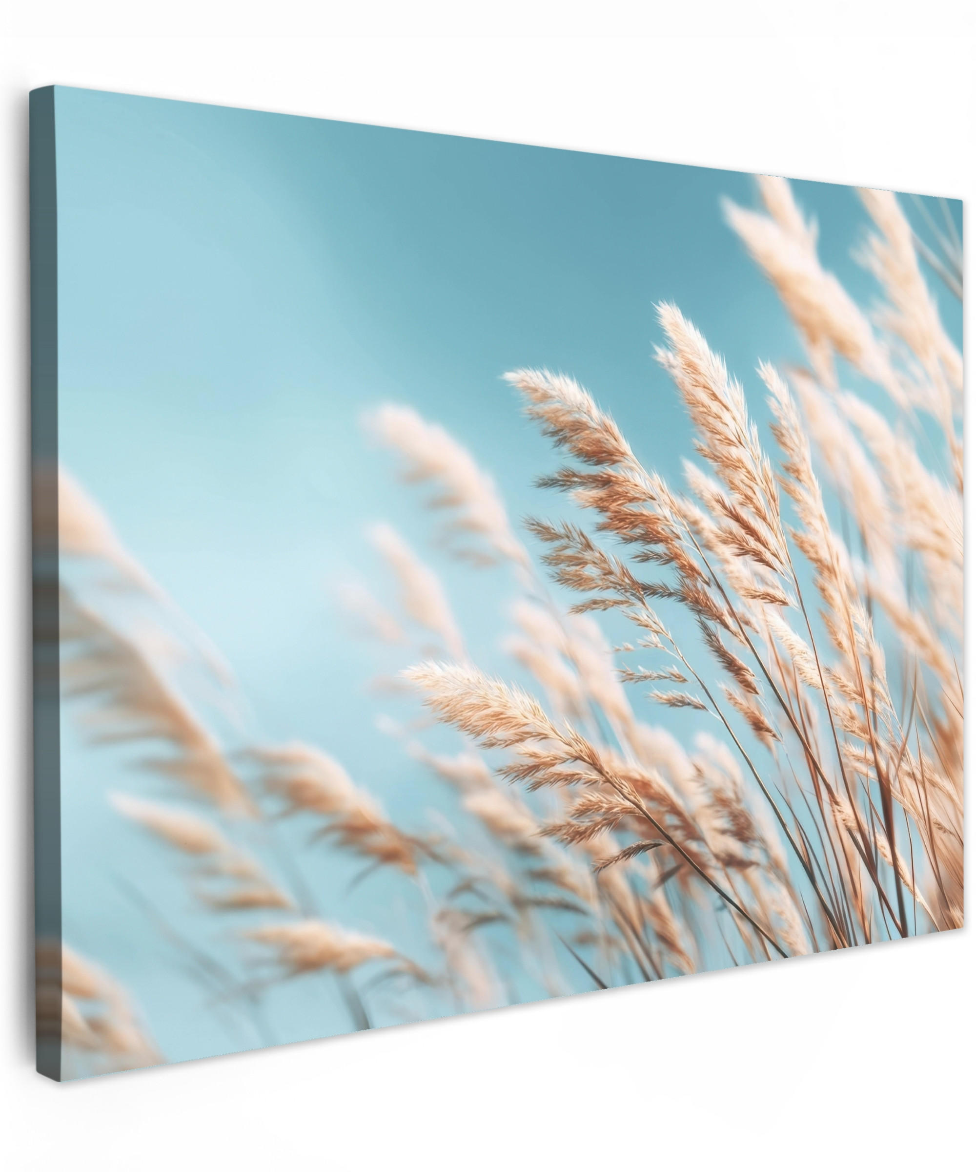 LEINWANDBILD Ziergras - Wind - Hellbraun Wandbilder 80x60 cm - Hellblau, Textil (80/60cm) - MuchoWow