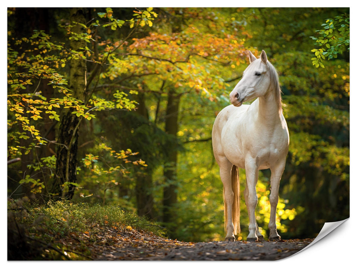 FOTOTAPETE für Schlafzimmer Weißes Pferd Wald Bäume Blätter 250x175 - Gelb/Beige, Papier (250/175cm) - Muralo
