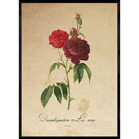 POSTER Rosen. A4 Schwarzer Rahmen - Schwarz, Papier (29.7/5/21cm) - Nacnic