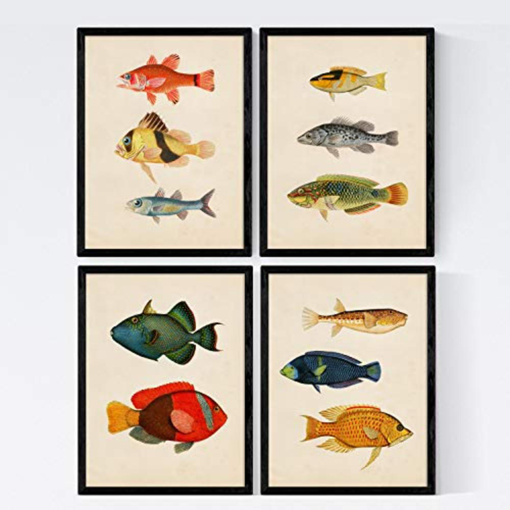 POSTER Set mit 4 Mittelmeer 11 verschiedenen Fischen A4 Rahmenlos - Klar, Papier (29.7/3cm) - Nacnic