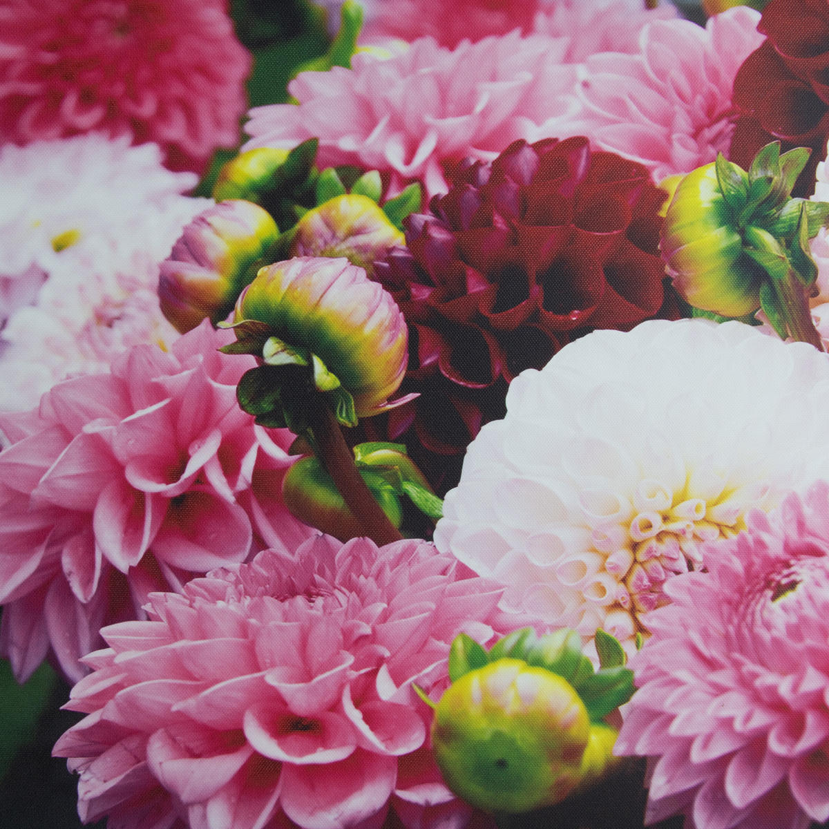 LEINWANDBILD Dahlia 50x50cm - Pink, Textil (50/1cm) - Art for the Home