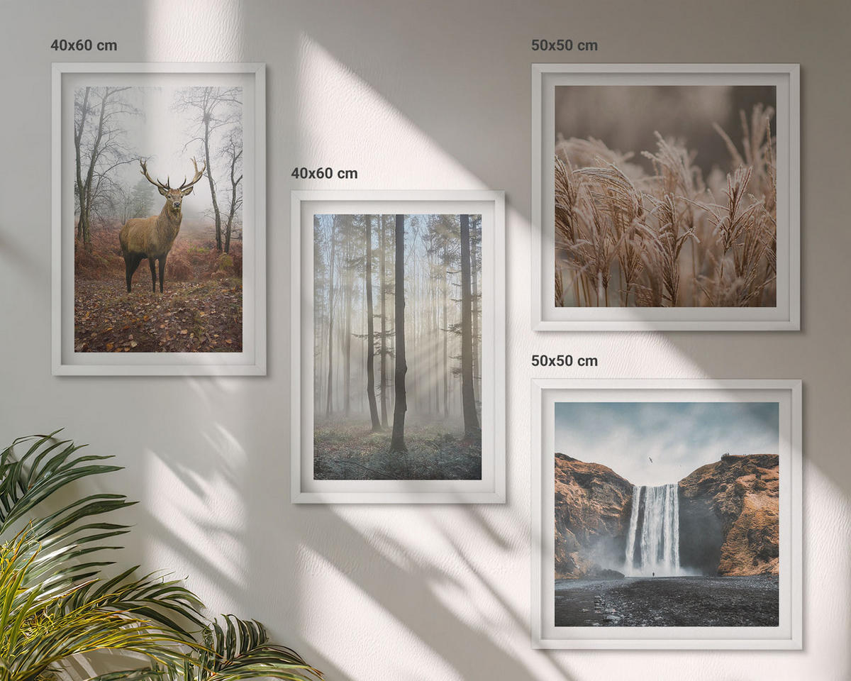WANDBILDER 4er-Set - 50x50 cm & 40x60 cm Weißer Rahmen - Waldlandschaften der Wildnis - Weiß, Kunststoff (50/50cm) - ArtPrintCave