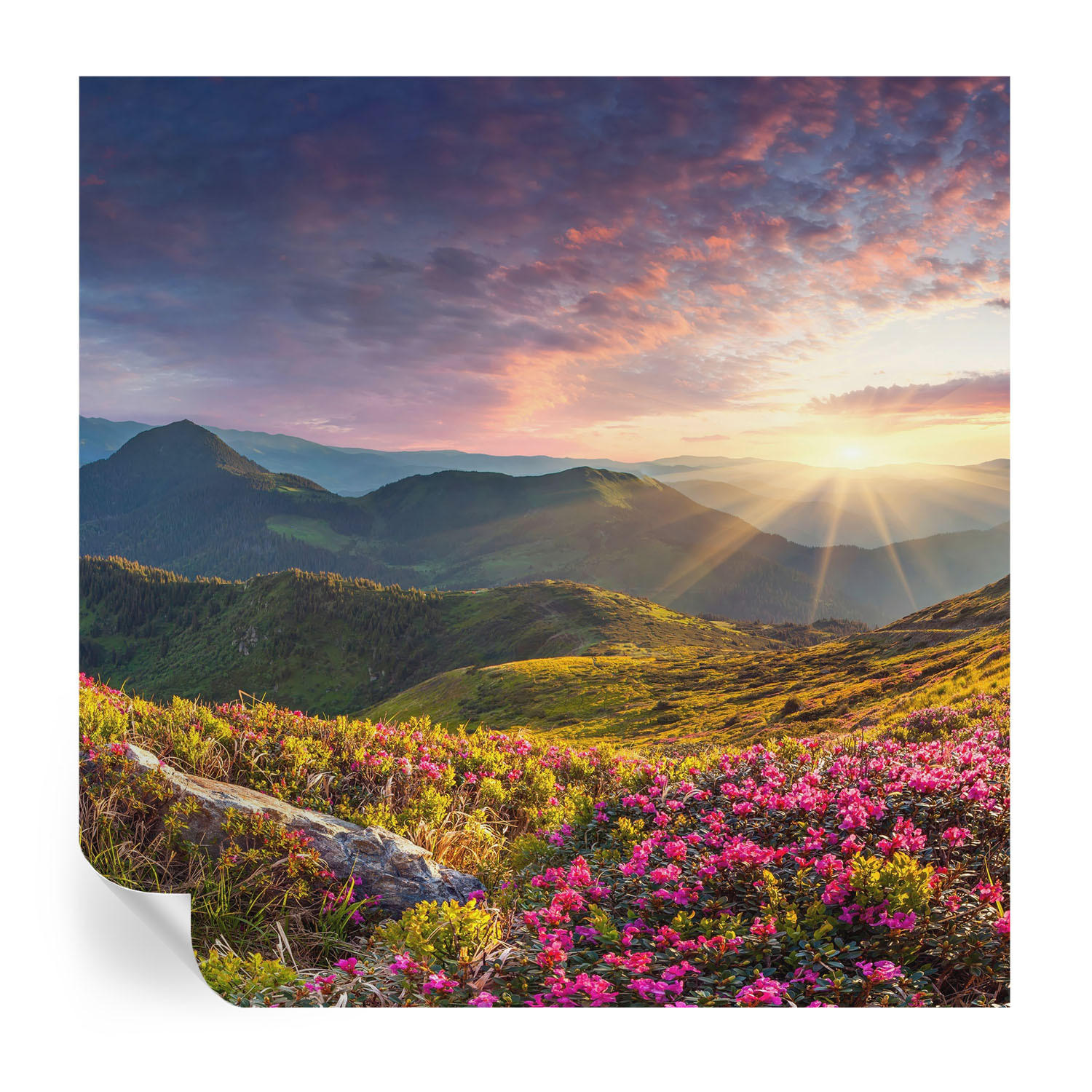 FOTOTAPETE 250x250 cm - Bergpanorama - Grün, Textil (250/250cm) - Wallfluent