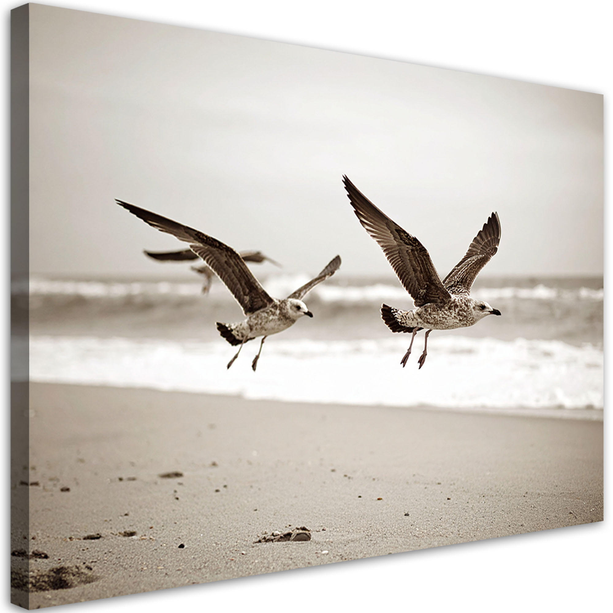 LEINWANDBILD Möwen Vögel Meer Strand beige 120x80cm - Beige, Textil (120/80cm) - Feeby