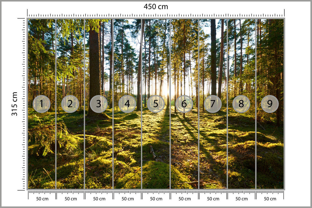 FOTOTAPETE für Küche Sonnenaufgang WALD Moss Bäume Sonnenstrahl 450x315 - Gelb/Braun, Papier (450/315cm) - Muralo