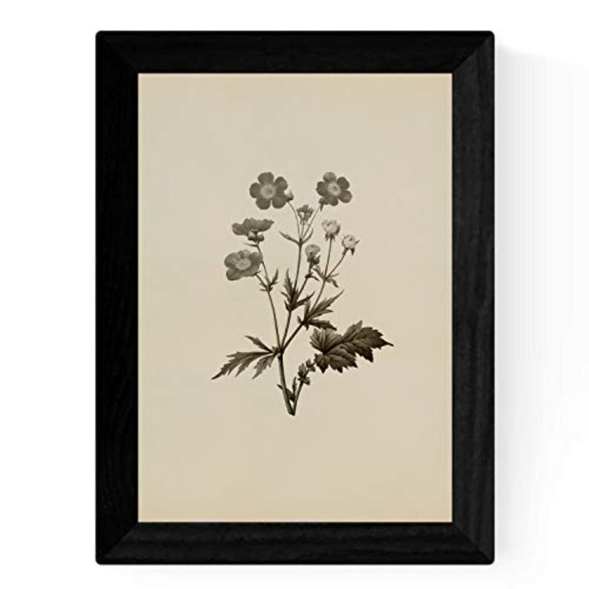 POSTER Set mit 4 Botanischen Stils Sensitive A3 Rahmenlos - Klar, Papier (29.7/3cm) - Nacnic