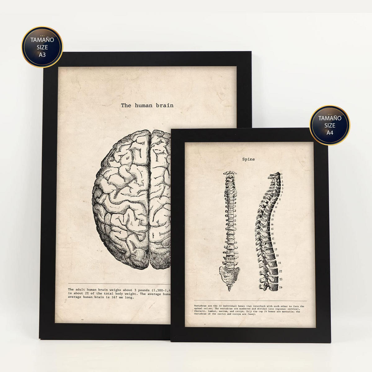 POSTER Set Mit 6 Anatomie Gehirn, Muskeln, Knochen Größe A3 & A4 Schwarzer Rahmen - Schwarz, Papier (29.7/1cm) - Nacnic