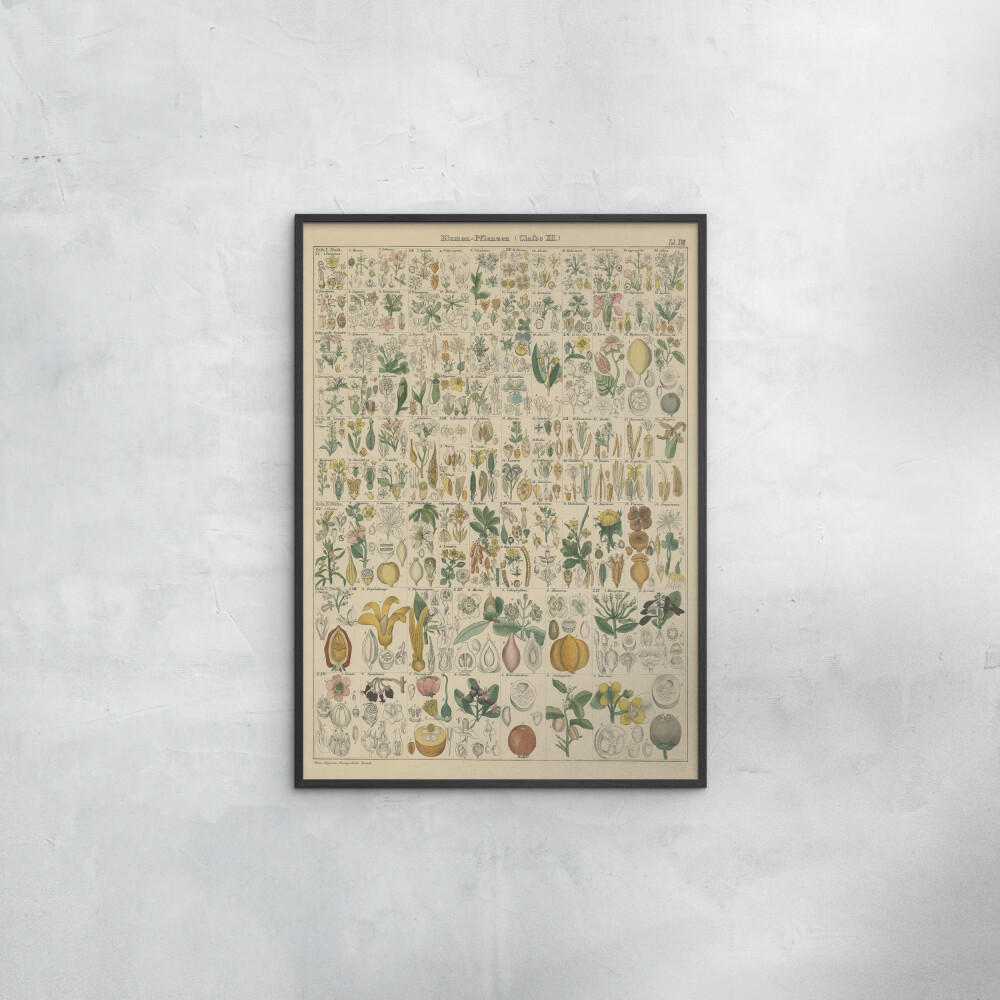 POSTER mit Rahmen Wild Apple - Flora Chart I - Schwarz/Grün, Holz/Papier (70/100cm) - Poster&Frame
