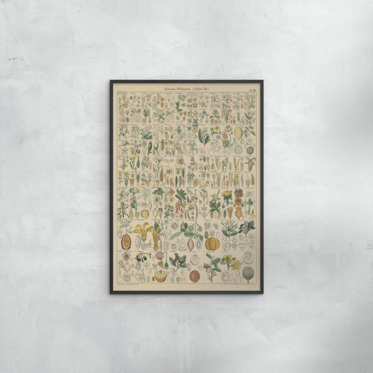 POSTER mit Rahmen Wild Apple - Flora Chart I - Schwarz/Grün, Holz/Papier (70/100cm) - Poster&Frame