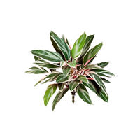 KUNSTPFLANZE Künstliche Cordyline - Mila 48 cm - Multicolor, Kunststoff (48cm) - aplanta