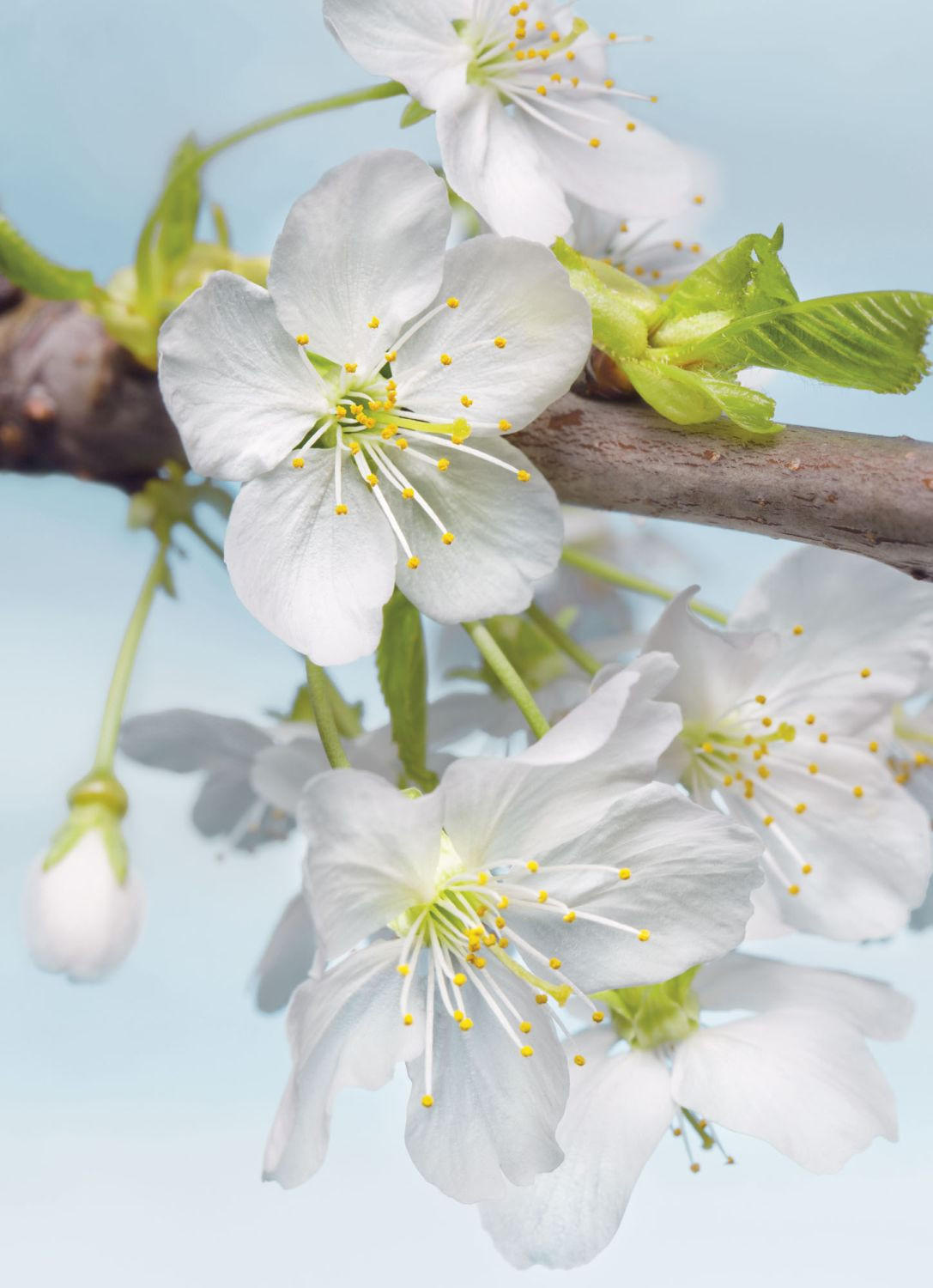 FOTOTAPETE Kirschblüten 184 x 248 cm - Weiß, Papier (184/248cm) - Sanders & Sanders