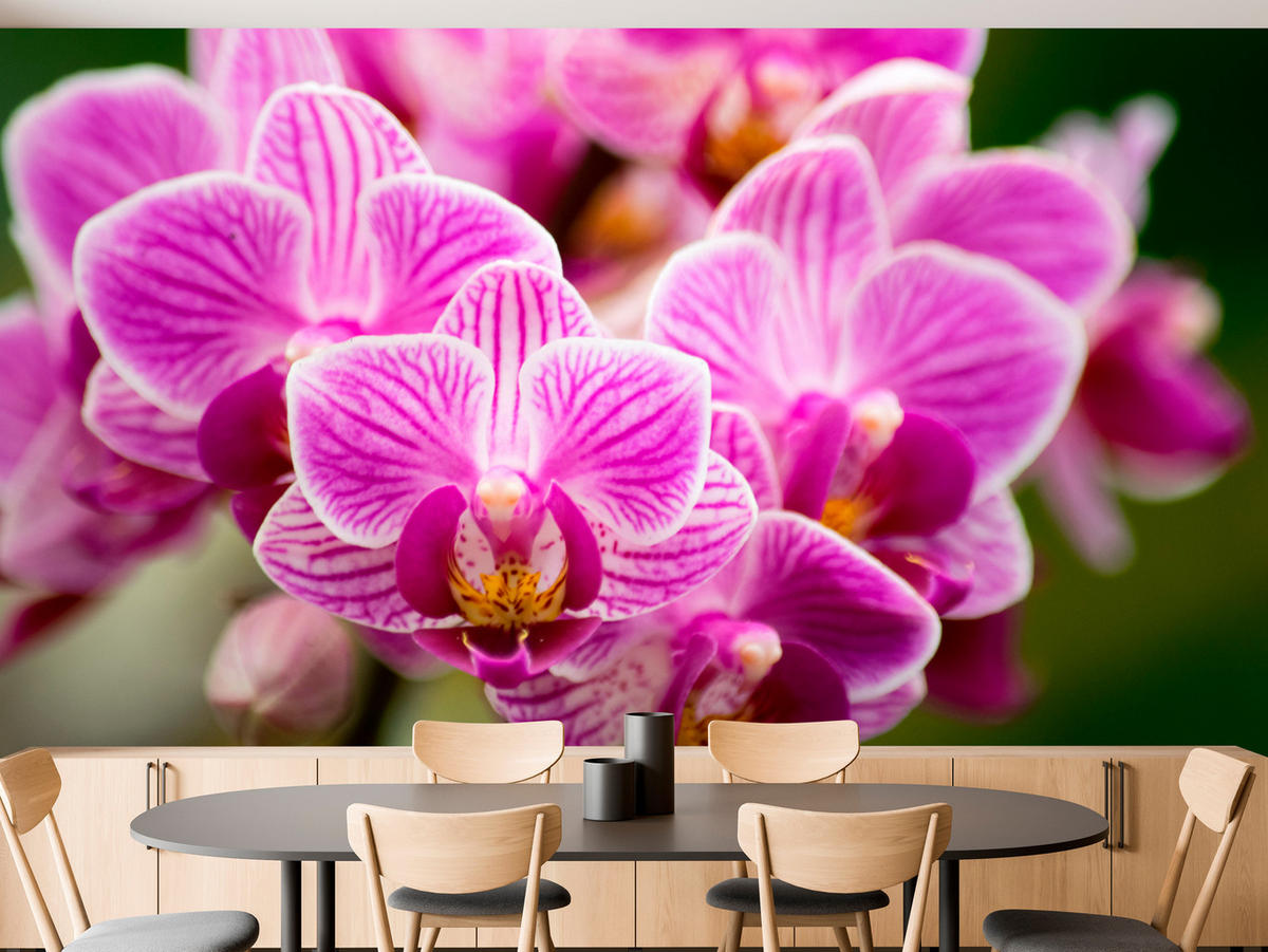 FOTOTAPETA Pre Obývaciu Izbu Kytica Fialových Orchideí 450 x 315 cm - zelená/ružová, papier (450/315cm) - Muralo