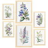 POSTER Set Mit 6 Botanische Lilien Größe A3 & A4 Rahmen aus hellem Holz - Beige, Papier (29.7/1cm) - Nacnic
