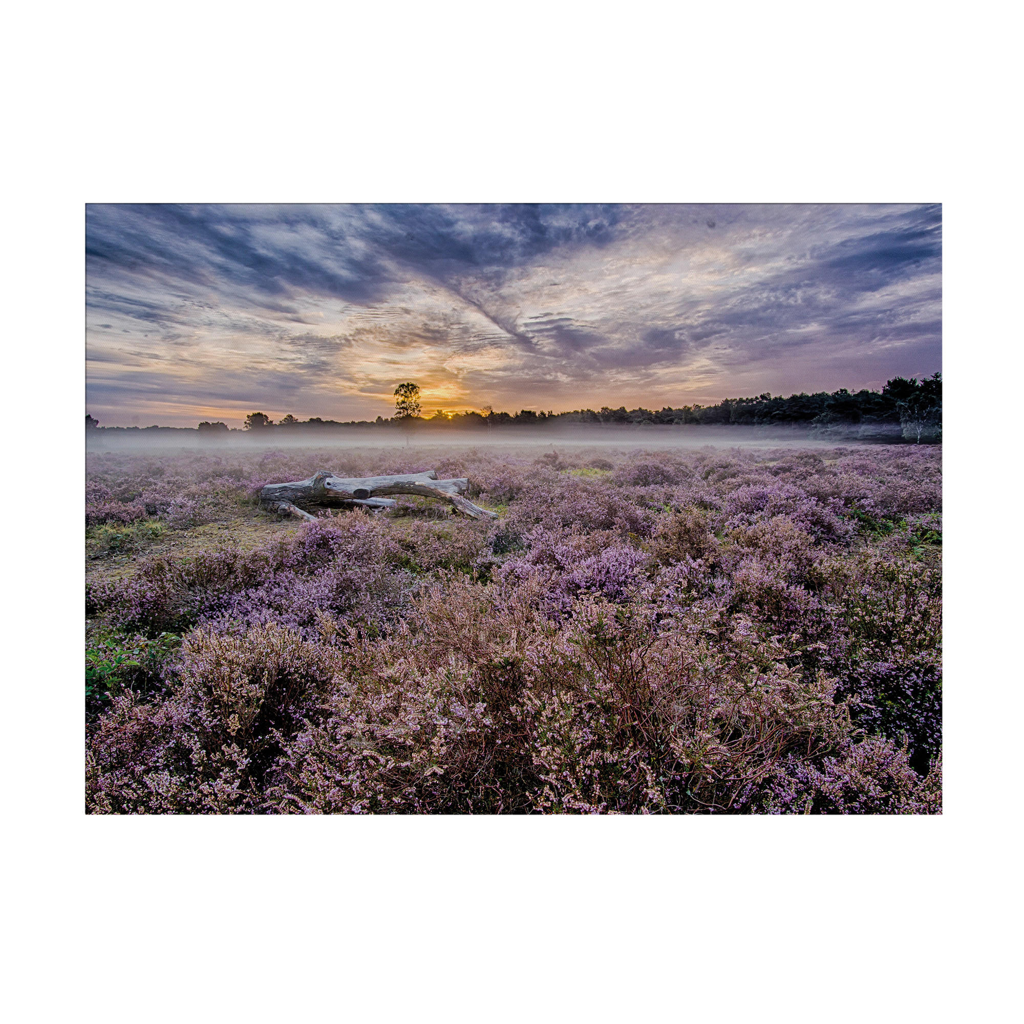 Art for the Home Leinwandbild Lila 70x1 cm