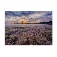 LEINWANDBILD Lavendelfeld - 50x70cm - Lila, Textil (70/50cm) - Art for the Home