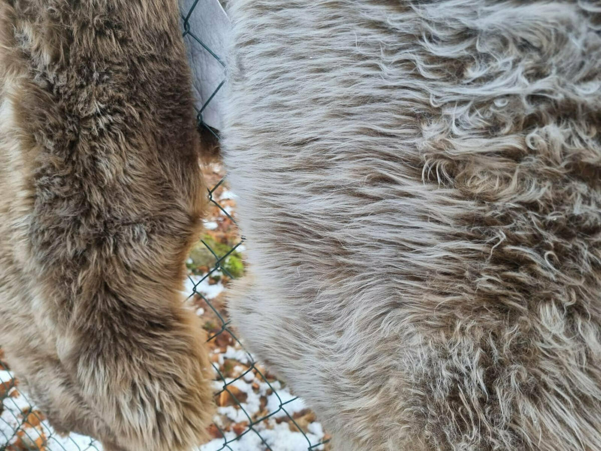 FELL Öko Schaffell Lammfell Ice Brown ca. cm - Braun, Fell (85/135cm) - Provellus