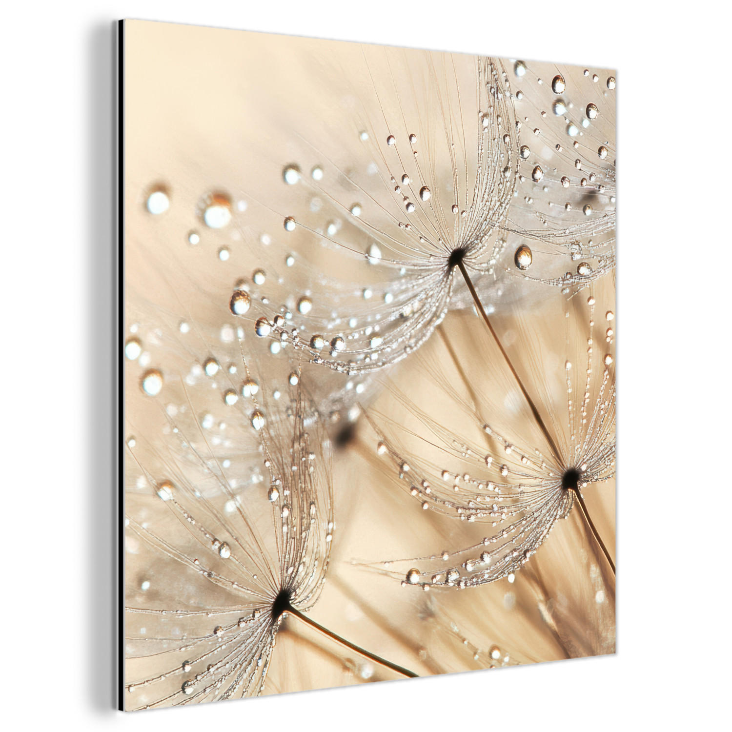 METALLBILD Löwenzahn - Abstrakt - Natur - Beige 20x20 cm - Braun, Metall (20/20cm) - MuchoWow
