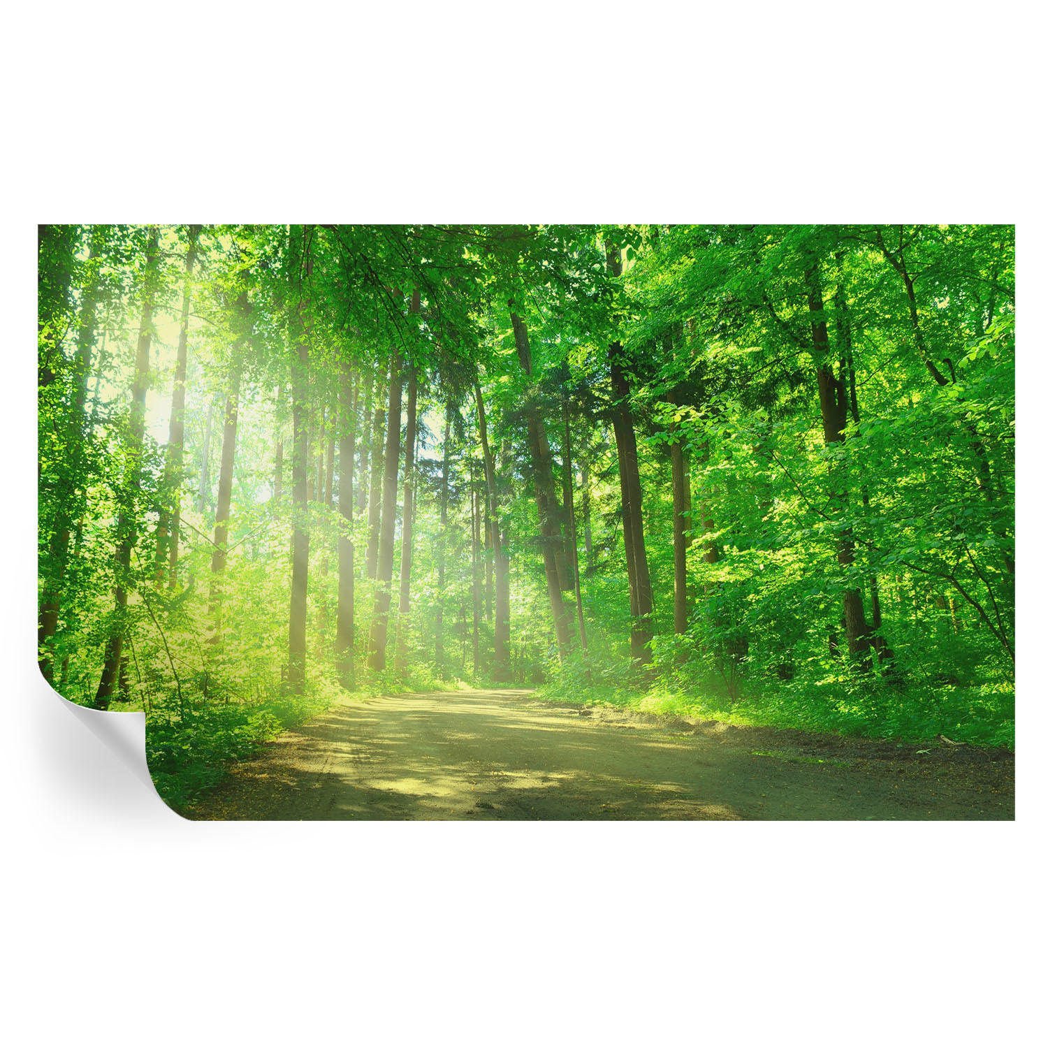 FOTOTAPETE 416x254 cm - Waldweg - Grün, Textil (416/254cm) - Wallfluent