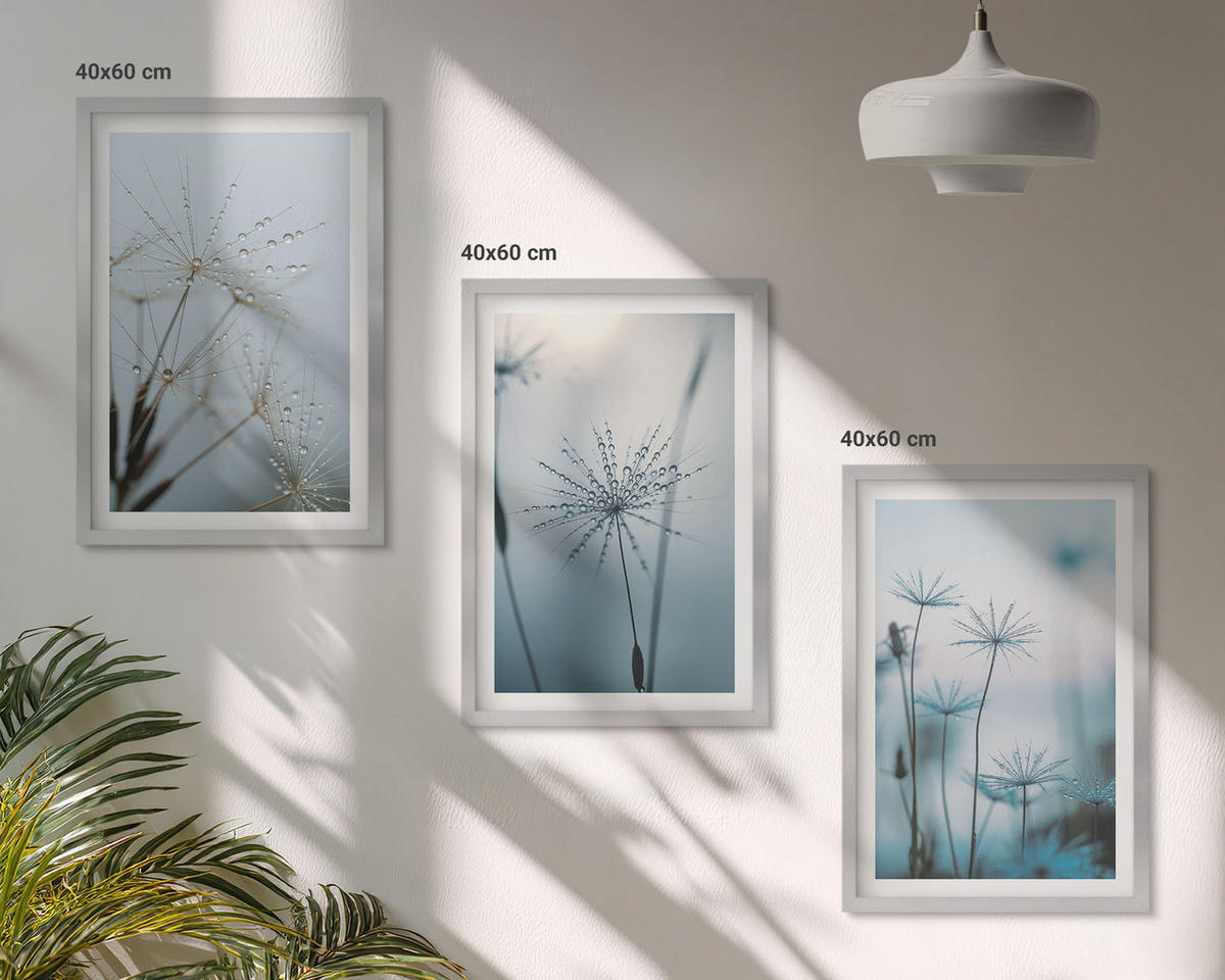 BILDER SET 3er Set - 40x60 cm Silberner Rahmen - Löwenzahn mit Wassertropfen - Silberfarben, Kunststoff (40/60cm) - TULUP