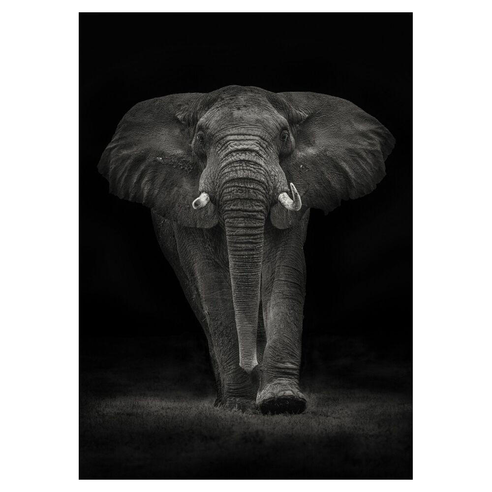 POSTER Mario Moreno - Ngorongoro Bull - Dunkelgrau, Papier (70/100/0.1cm) - Poster&Frame