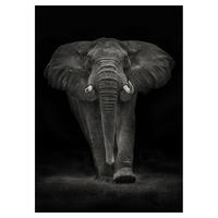 POSTER Mario Moreno - Ngorongoro Bull - Dunkelgrau, Papier (70/100/0.1cm) - Poster&Frame