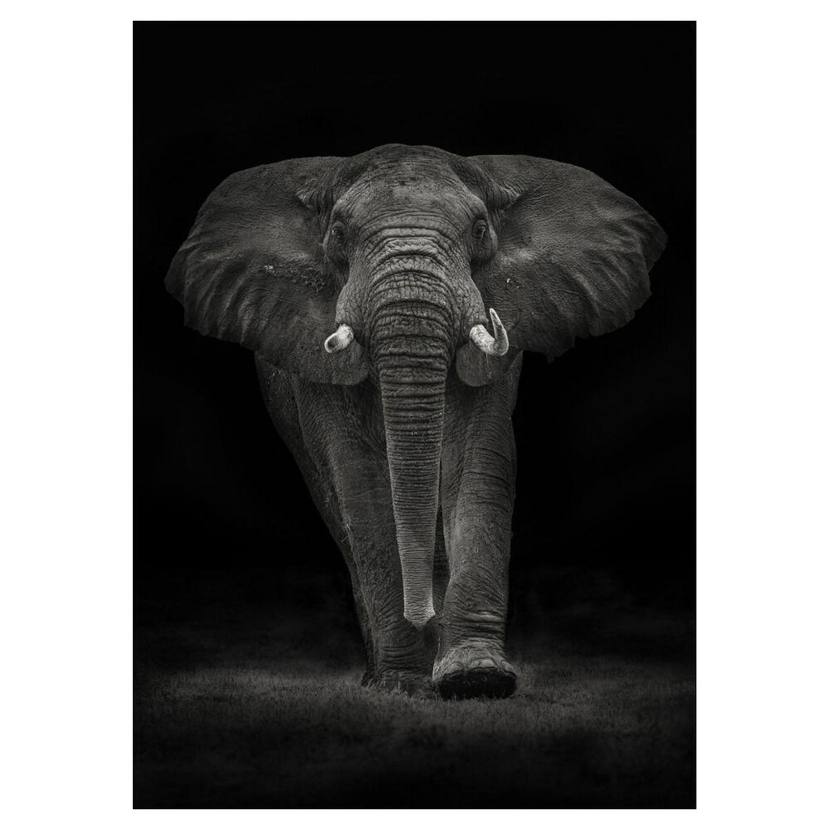 POSTER Mario Moreno - Ngorongoro Bull - Dunkelgrau, Papier (70/100/0.1cm) - Poster&Frame