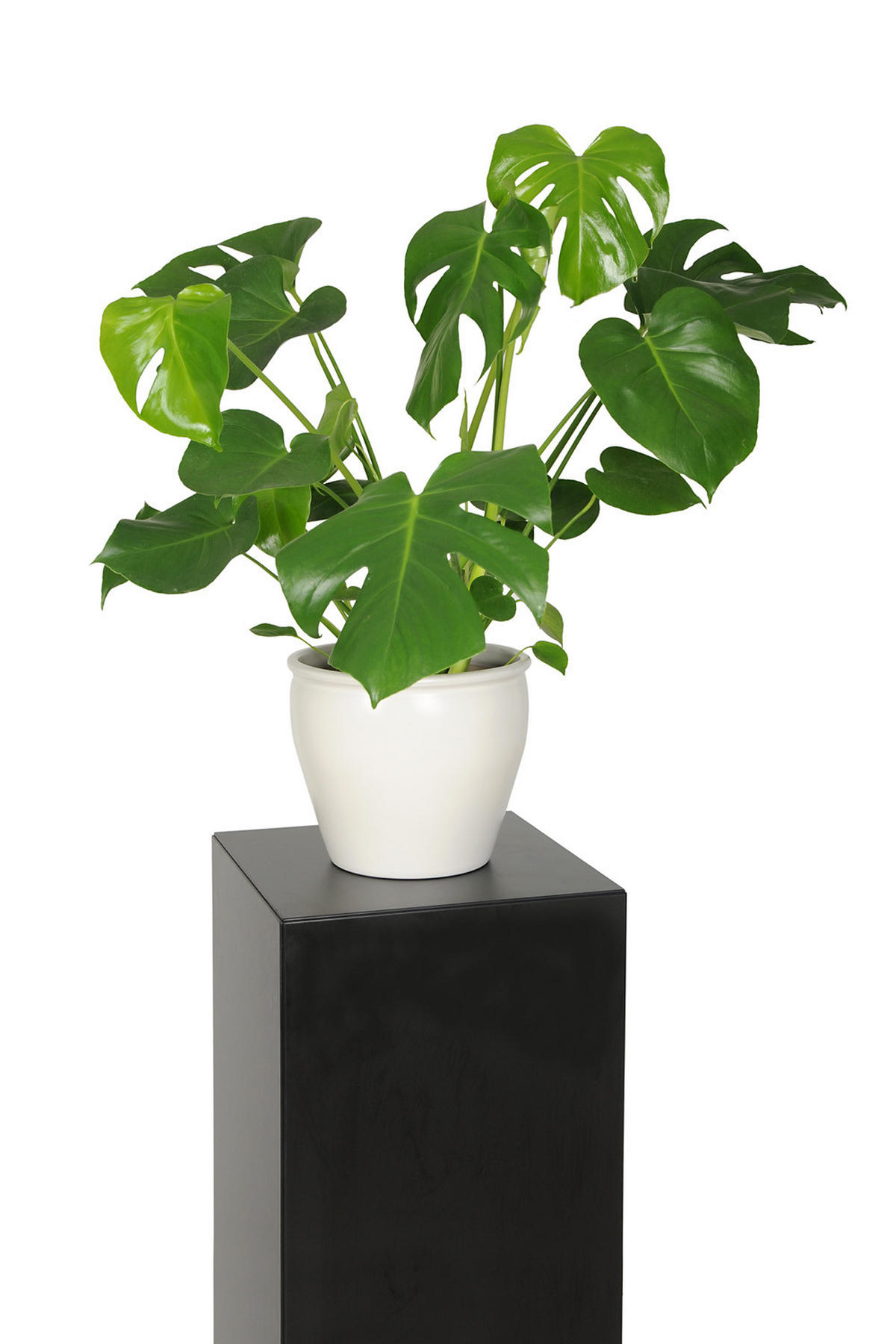 BLUMENSTÄNDER Fargo - Schwarz, Holzwerkstoff (41/71/41cm) - RAUMHIRSCH FURNITURE