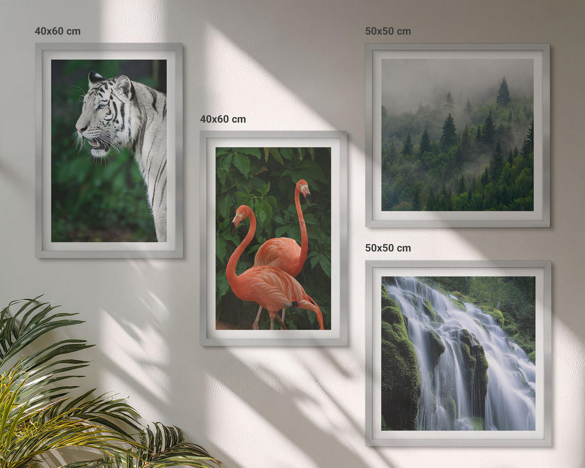 WANDBILDER 4er Set - 50x50 cm & 40x60 cm Silberner Rahmen - Tiger Wasserfall Flamingos Natur - Silberfarben, Kunststoff (50/50cm) - ArtPrintCave
