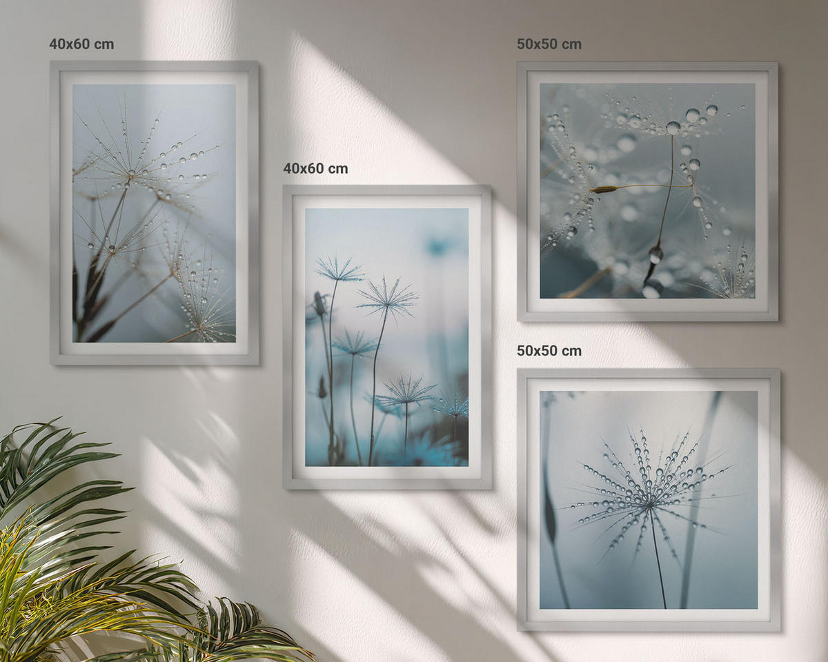 WANDBILDER 4er Set - 50x50 cm & 40x60 cm Silberner Rahmen - Löwenzahn-Wassertropfen - Silberfarben, Kunststoff (50/50cm) - ArtPrintCave