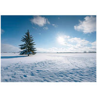 FOTOTAPETE Feld Natur Blau 250x175 cm - Multicolor, Papier (250/175cm) - Wallarena