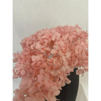 RISPENHORTENSIE: Zeitlose Schönheit, konservierte Hortensien als perfekte Dekoration - rosa / 30 cm - Rosa, Naturmaterialien (30cm) - Lykke & You
