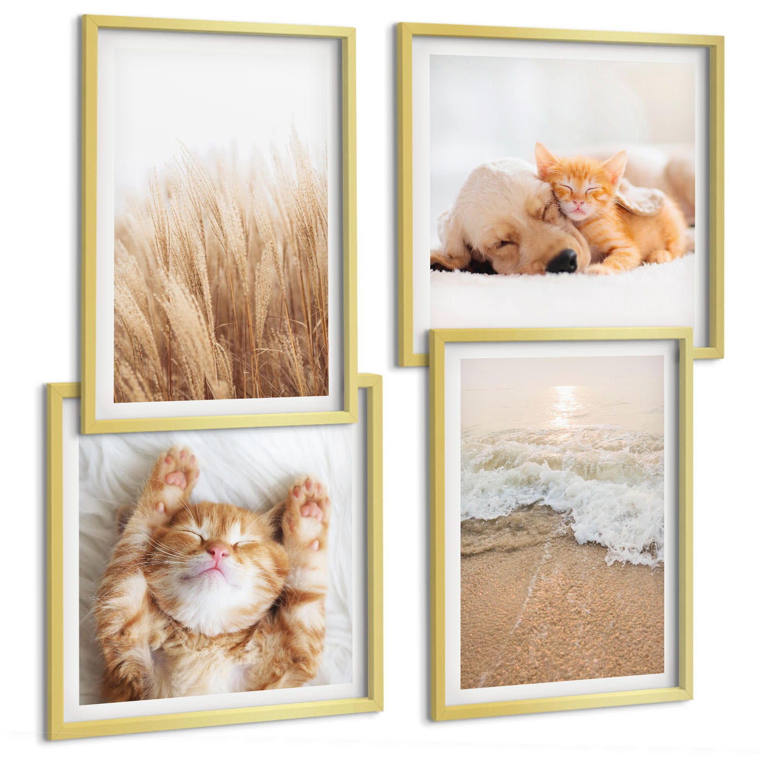 BILDER SET 4er Set - 50x50 cm & 40x60 cm Goldrahmen - Niedliche Tiere, Katzen, Hunde, Strand - Goldfarben, Kunststoff (50/50cm) - TULUP