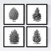 POSTER Set mit 4 Blättern der Hohe Bäume in weiß 20x20cm Rahmenlos - Klar, Papier (20/3cm) - Nacnic