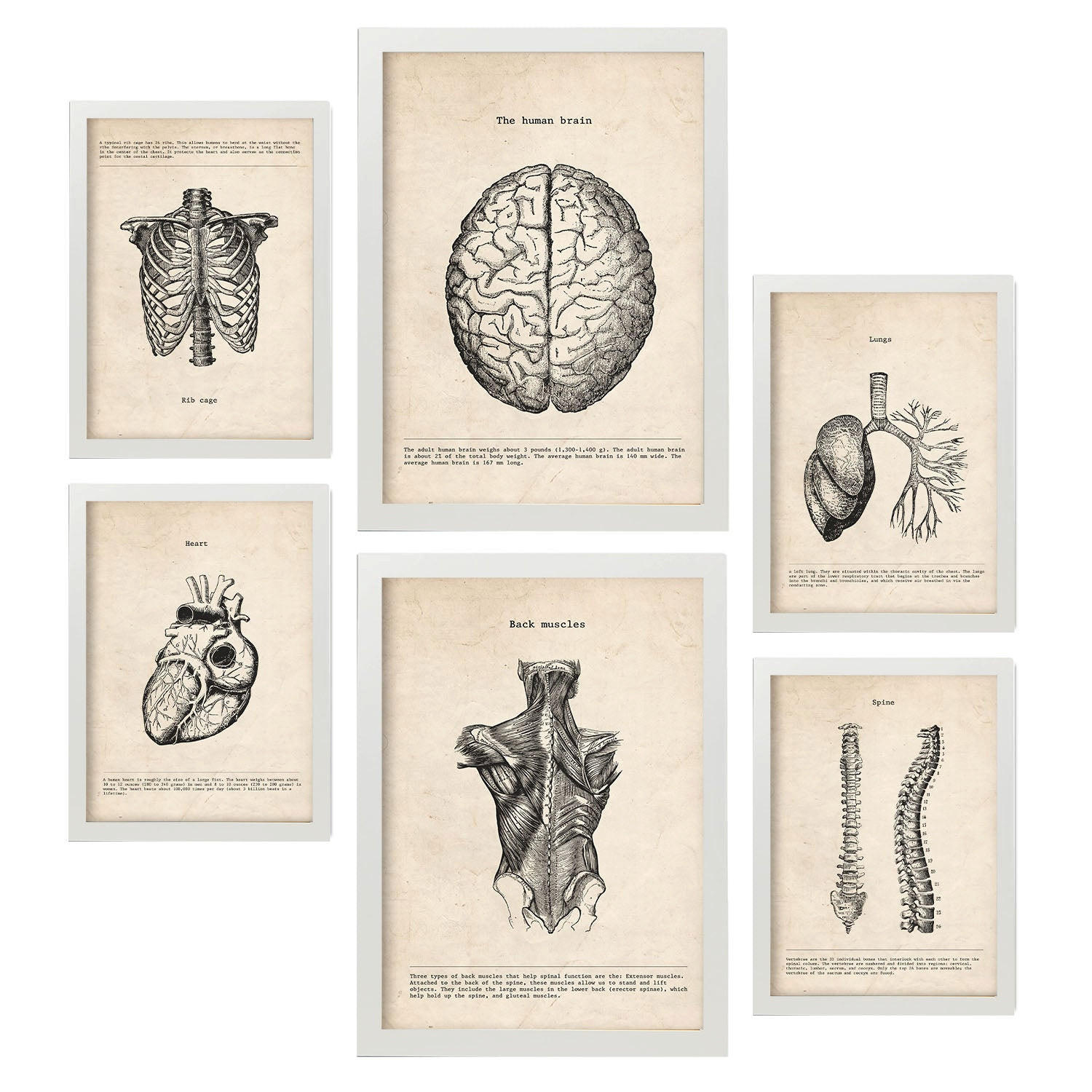 POSTER Set Mit 6 Oberkörper Medizinische Illustrationen Im Vintage Stil Von Anatomie, Körperteilen, Knochen Und Muskeln A3 & A4 Weißer Rahmen - Weiß, Papier (29/3cm) - Nacnic