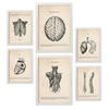 POSTER Set Mit 6 Oberkörper Medizinische Illustrationen Im Vintage Stil Von Anatomie, Körperteilen, Knochen Und Muskeln A3 & A4 Weißer Rahmen - Weiß, Papier (29/3cm) - Nacnic