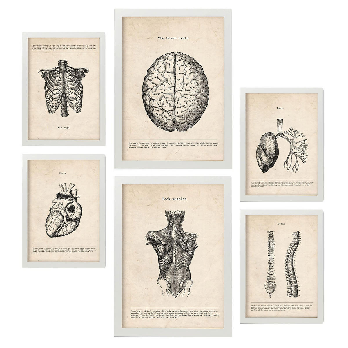 POSTER Set Mit 6 Oberkörper Medizinische Illustrationen Im Vintage Stil Von Anatomie, Körperteilen, Knochen Und Muskeln A3 & A4 Weißer Rahmen - Weiß, Papier (29/3cm) - Nacnic