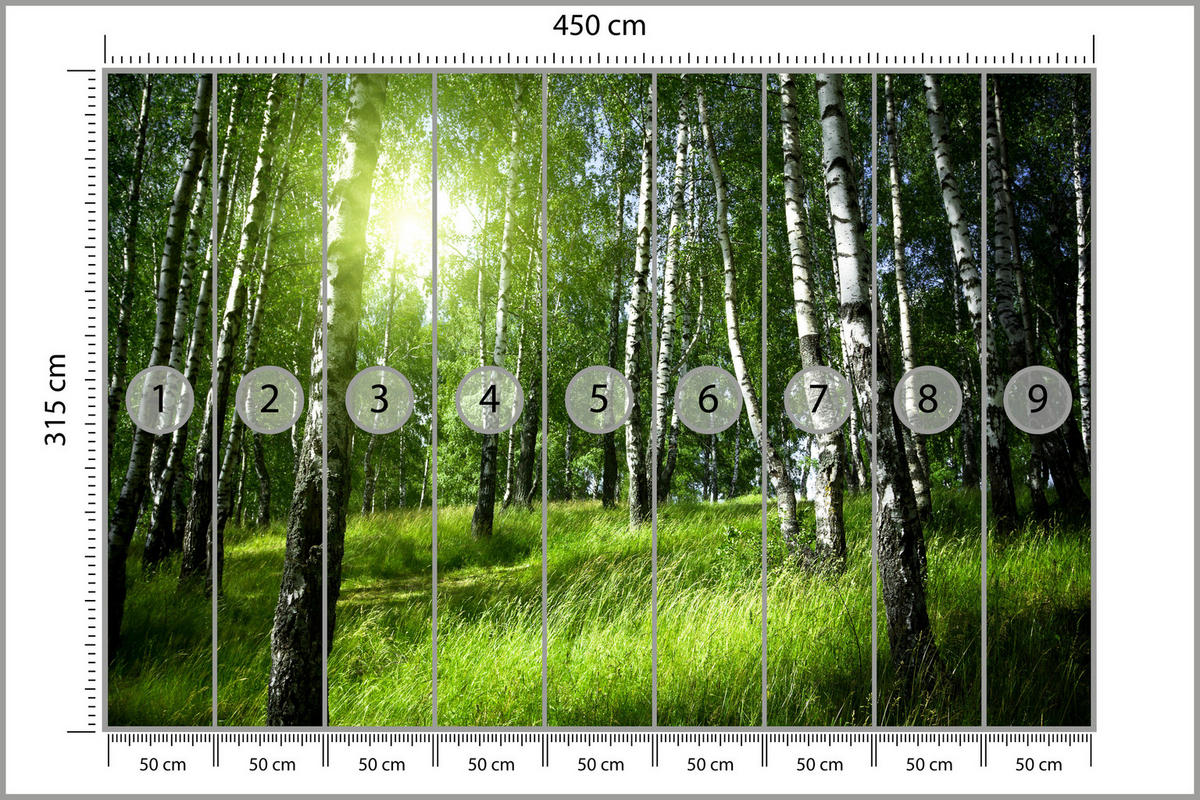 FOTOTAPETE für Wohnzimmer Grüner Birkenwald Gras Sonne Natur 450x315 - Schwarz/Weiß, Papier (450/315cm) - Muralo