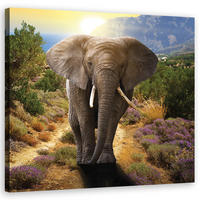 WANDBILD elefant bei sonnenuntergang - Beige, Textil (50/50cm) - Feeby