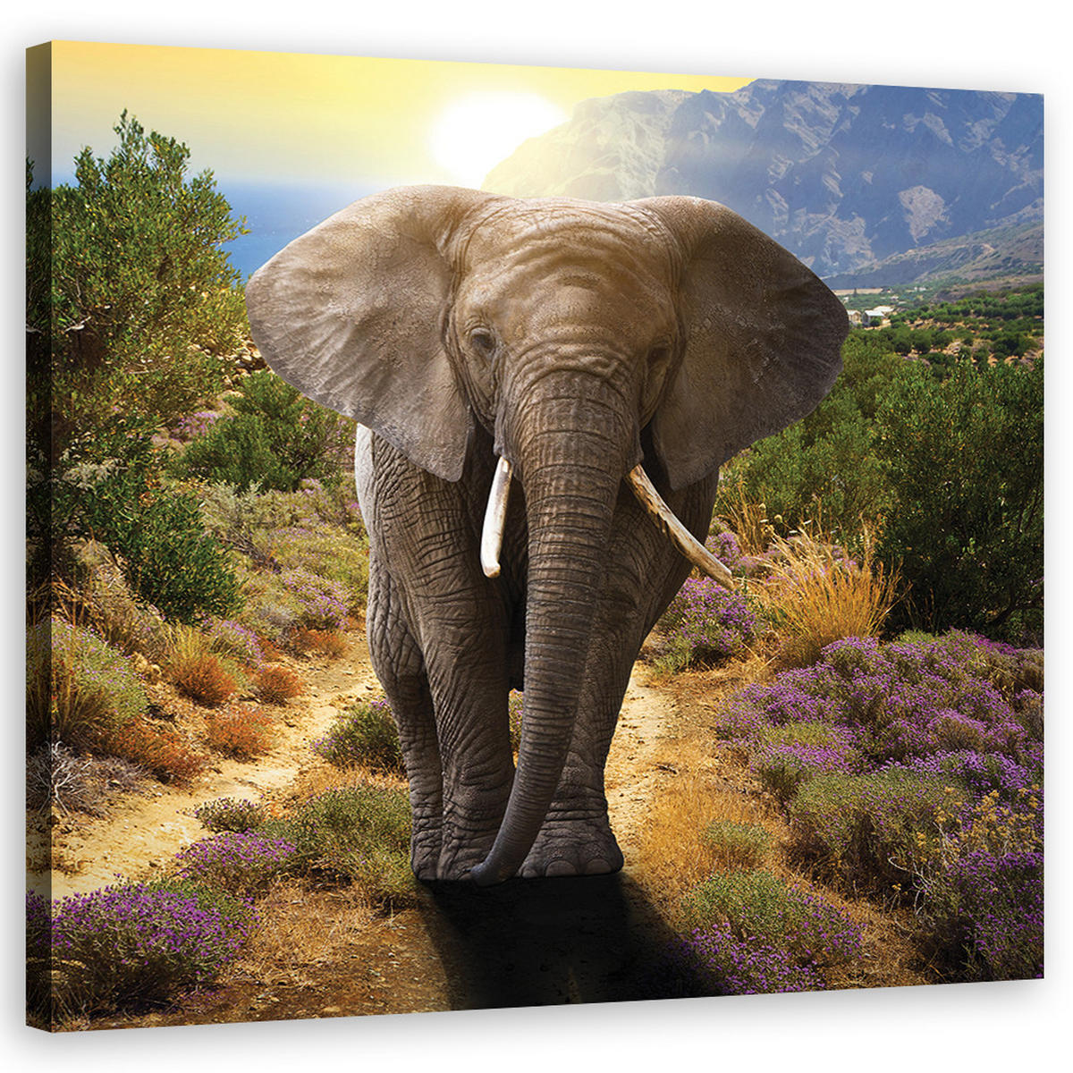 WANDBILD elefant bei sonnenuntergang - Beige, Textil (50/50cm) - Feeby