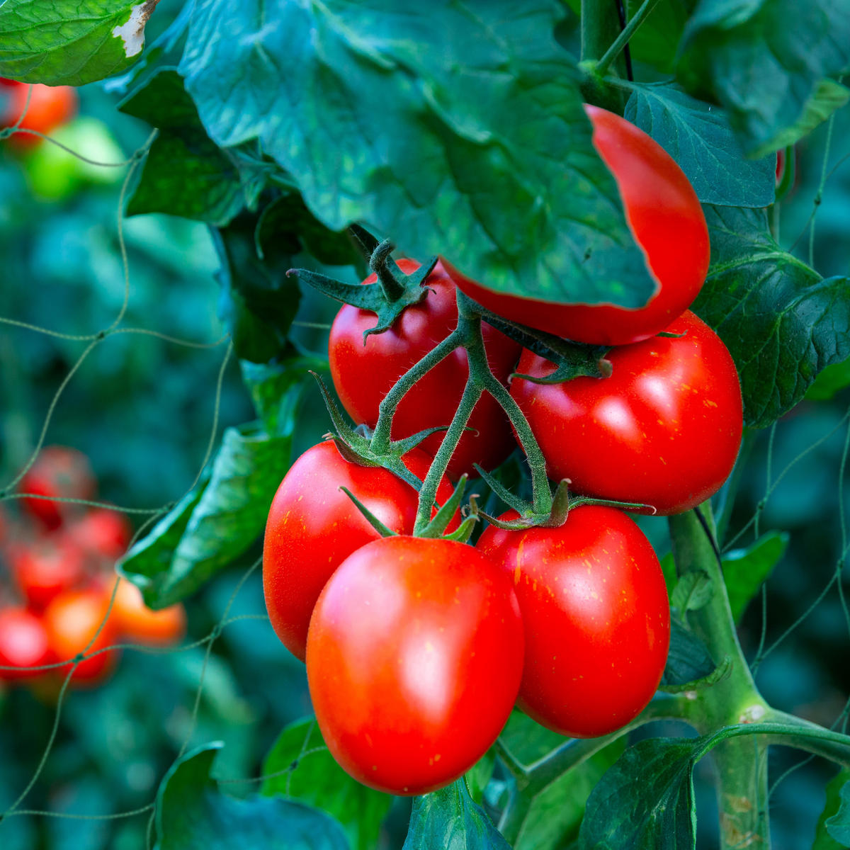 RANKNETZ - Grün, Kunststoff (360/180/0.1cm) - Relaxdays