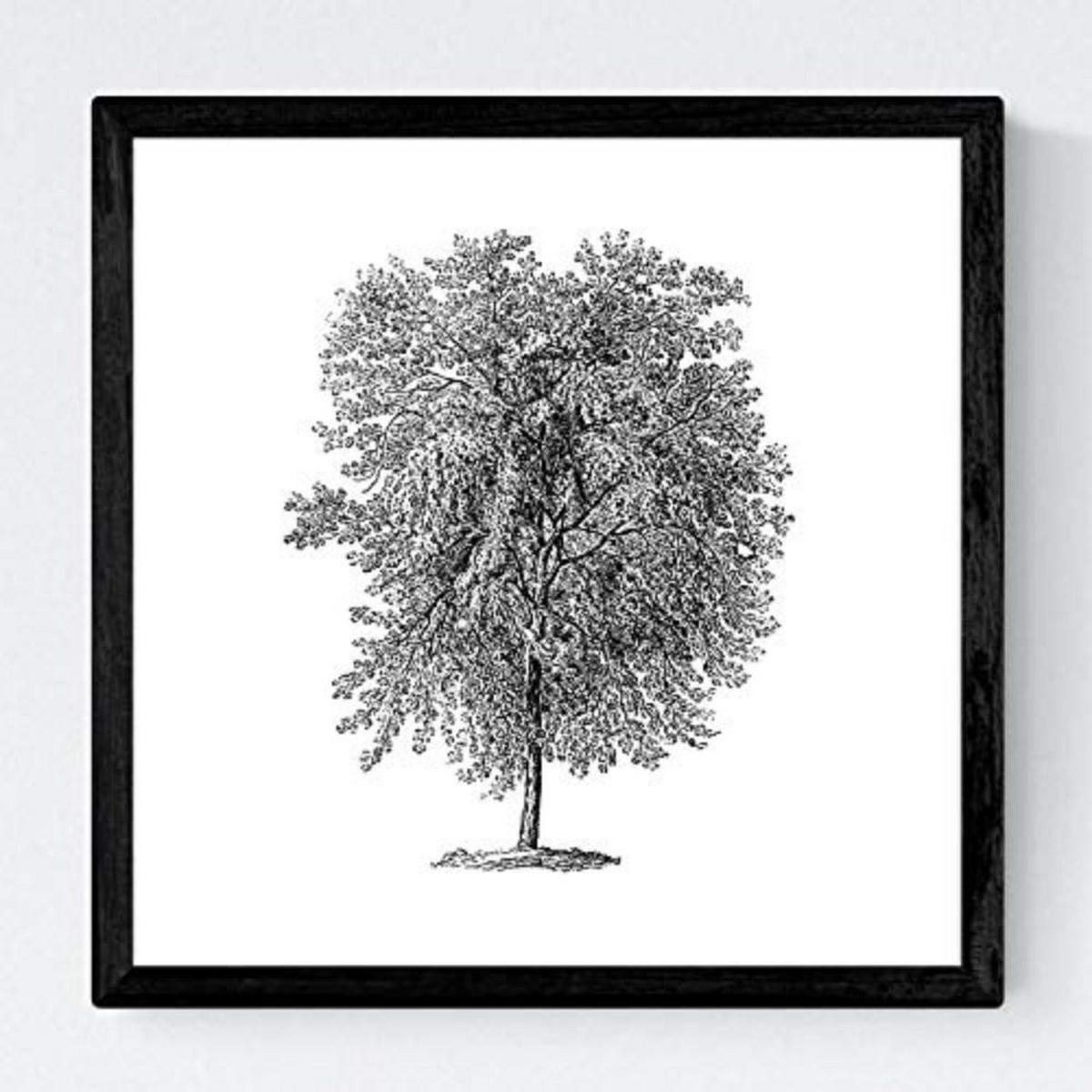 POSTER Set mit 4 Blättern der Baumstamm in halber weiß 30x30 cm Rahmenlos - Klar, Papier (30/3cm) - Nacnic