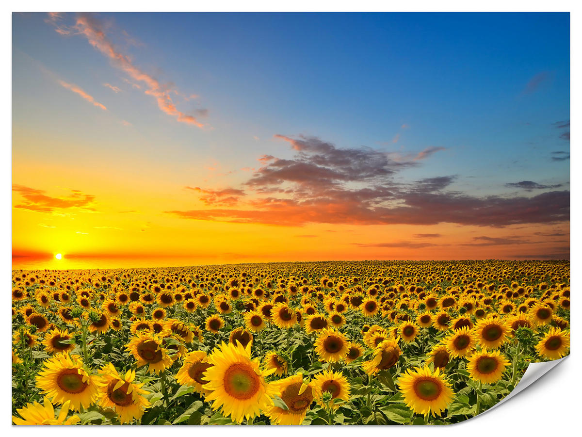 FOTOTAPETE für Küche Sonnenuntergang Sonnenblumenfeld Blumen 450x315 - Gelb/Orange, Papier (450/315cm) - Muralo