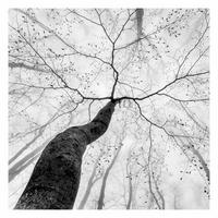 FOTOTAPETE Baumkronen im Himmel 240/240 cm - Schwarz, Papier (240/240cm) - Bilderwelten
