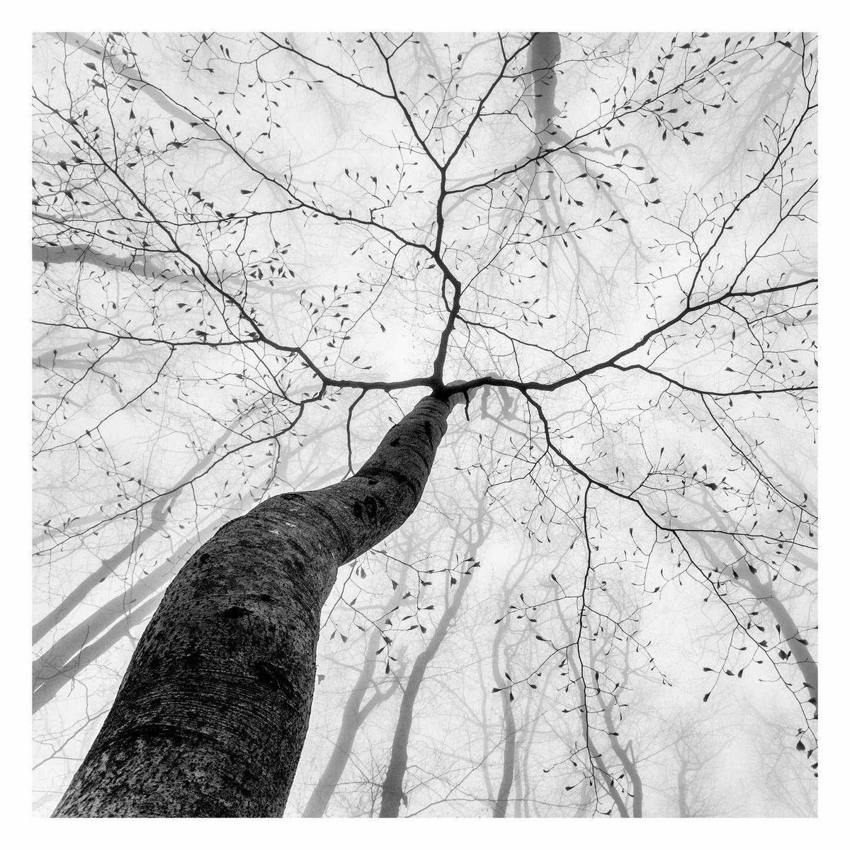 FOTOTAPETE Baumkronen im Himmel 240/240 cm - Schwarz, Papier (240/240cm) - Bilderwelten