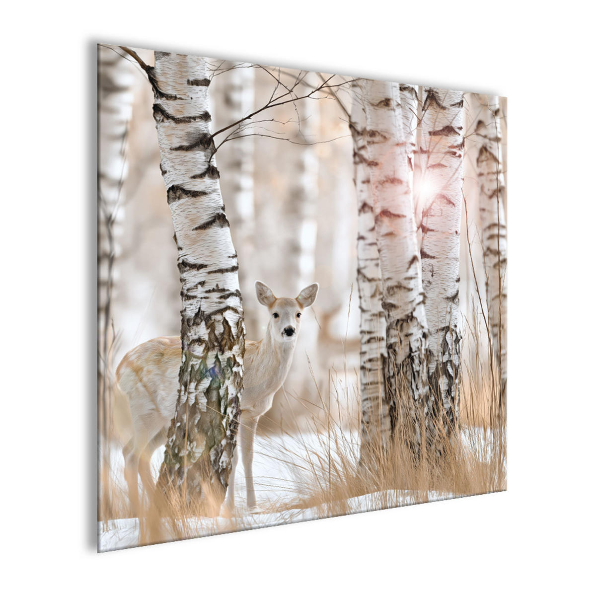 GLASBILD 50x50 cm Birken-Wald Reh weiß beige - Beige, Glas (50/50cm) - artissimo
