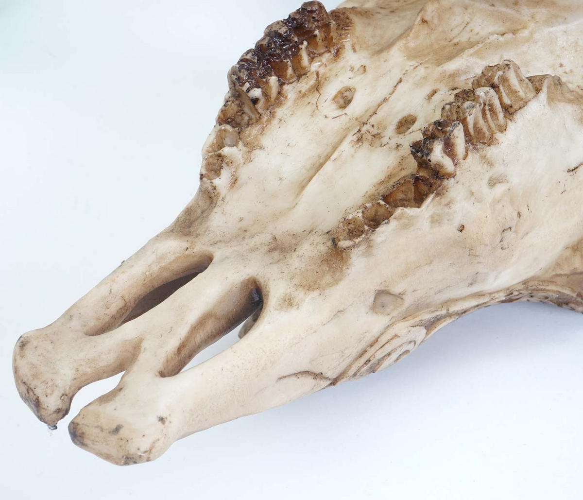 DEKO SCHÄDEL LONGHORN TRIBAL Beige - Beige, Stein (63/65/13cm) - MCW