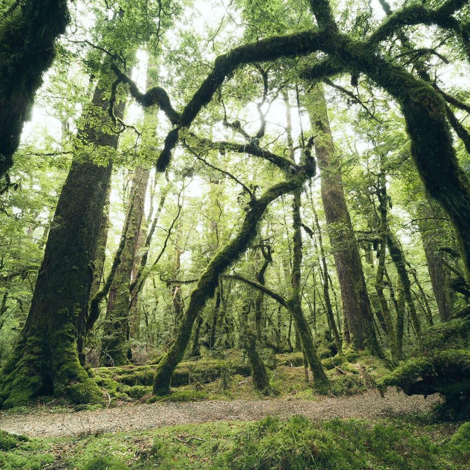 FOTOTAPETE Wald 450 x 280 cm - Grün, Papier (450/280cm) - Sanders & Sanders
