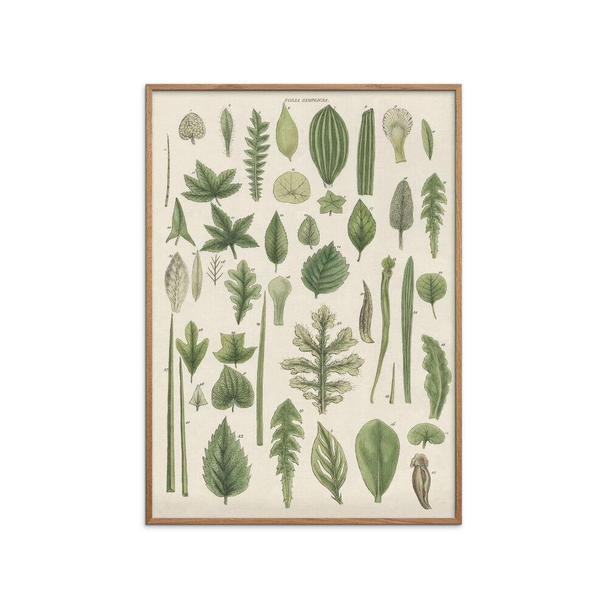 POSTER mit Rahmen Wild Apple - Assortment of Leaves II - Eichefarben/Grün, Holz/Papier (70/100cm) - Poster&Frame